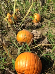 Pie pumpkins in our field